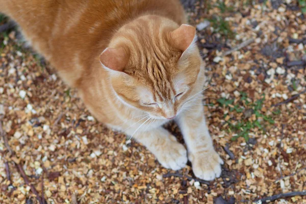 Bovenaanzicht Van Gember Vette Kat Liggend Natuurlijke Achtergrond Huisdier Rusten — Stockfoto
