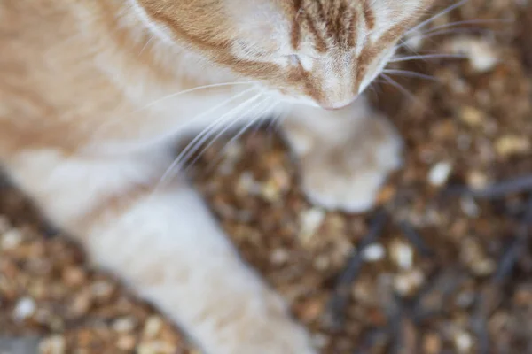 fluffy cat paws on natural background of sawdust, ginger cat walking outdoors, lovely pets top view