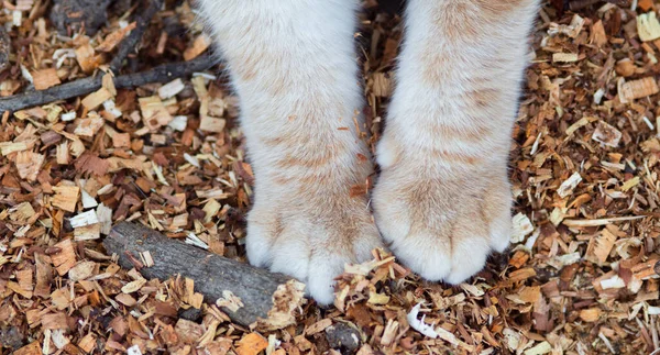 Flauschige Katzenpfoten Auf Natürlichem Hintergrund Aus Sägemehl Ingwerkatze Die Freien — Stockfoto