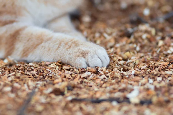 fluffy cat\'s paws on natural background, cat lying and resting on the ground with sawdust, ginger cat walking outdoors