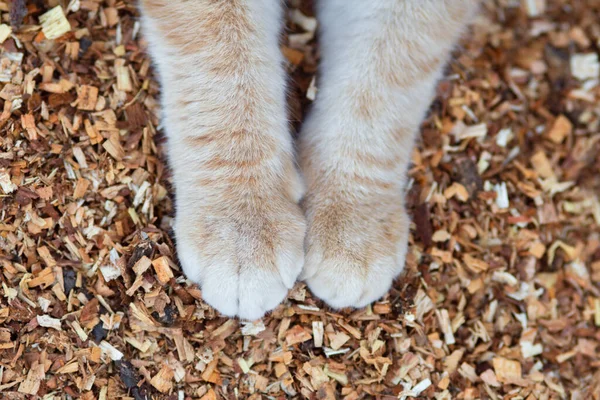 Αφράτες Πατούσες Γάτας Φυσικό Φόντο Πριονίδι Πάνω Όψη Τζίντζερ Γάτα — Φωτογραφία Αρχείου