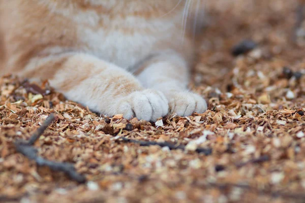 Doğal Arka Planda Pofuduk Kedi Patileri Yerde Yatan Kedi Talaş — Stok fotoğraf