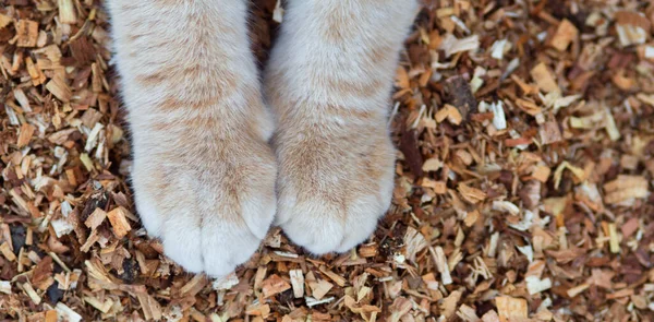 Flauschige Katzenpfoten Auf Natürlichem Hintergrund Von Sägemehl Draufsicht Ingwer Katze — Stockfoto
