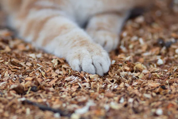 fluffy cat\'s paws on natural background, cat lying and resting on the ground with sawdust, ginger cat walking outdoors