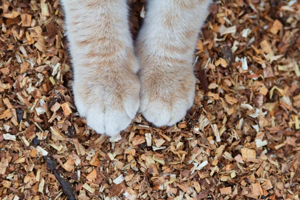 Testere Talaşının Doğal Arka Planında Pofuduk Kedi Pençeleri Dışarıda Yürüyen — Stok fotoğraf