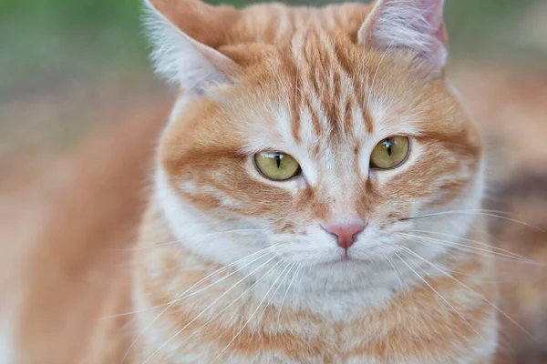 Porträt Der Lustigen Dicken Roten Katze Freien Liebes Haustier — Stockfoto