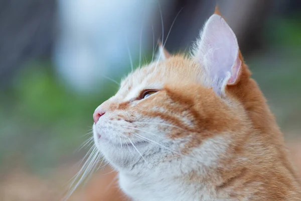 Πορτρέτο Του Όμορφου Προφίλ Γάτα Τζίντζερ Εξωτερικούς Χώρους Υπέροχο Κατοικίδιο — Φωτογραφία Αρχείου