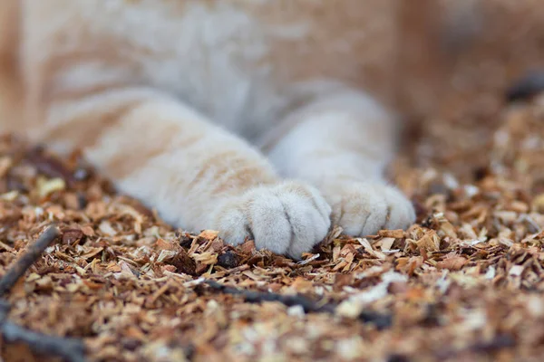 Pluizige Kattenpoten Natuurlijke Achtergrond Van Zaagsel Roodharige Kat Die Buiten — Stockfoto