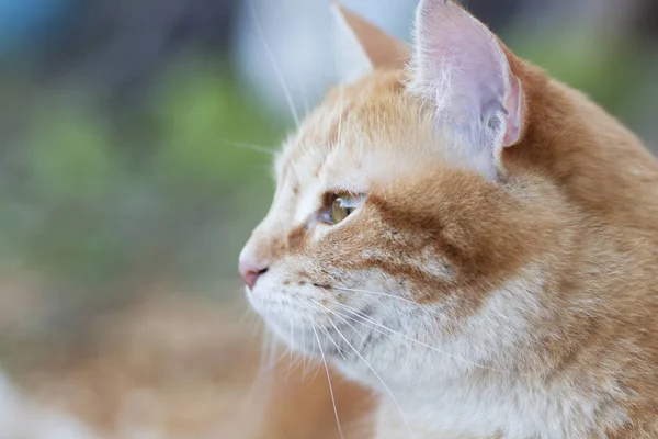 Porträtt Vacker Ingefära Katt Pprofile Utomhus Härlig Husdjur — Stockfoto