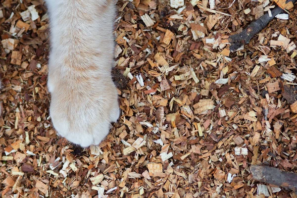 Pluizige Kattenpoten Achtergrond Van Zaagsel Gember Kat Wandelen Natuur Bovenaanzicht — Stockfoto