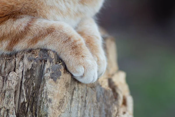 Beautiful Ginger Cat Sits Stump Outdoors Close Fluffy Pet Paws — Stock Photo, Image