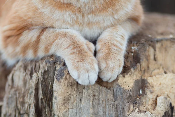 美しい生姜猫は屋外の切り株に座って ふわふわのペットの足のクローズアップ 動物の背景 — ストック写真