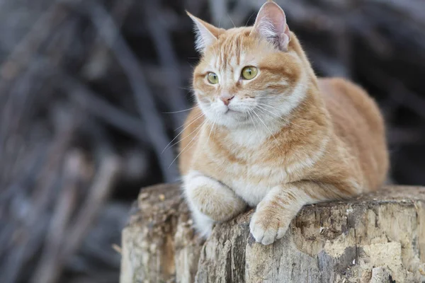 Engraçado Gato Vermelho Deitado Descansando Toco Livre Animal Estimação Andando — Fotografia de Stock