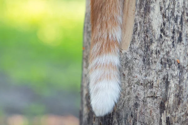 fluffy tail of red cat hanging down on wood texture background , pet sitting on a stump on spring nature, animal part of the body