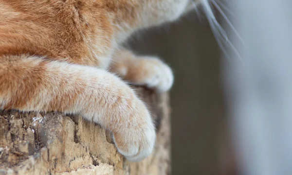 Gyönyörű Gyömbér Macska Egy Csonk Szabadban Közelkép Bolyhos Kisállat Mancsok — Stock Fotó