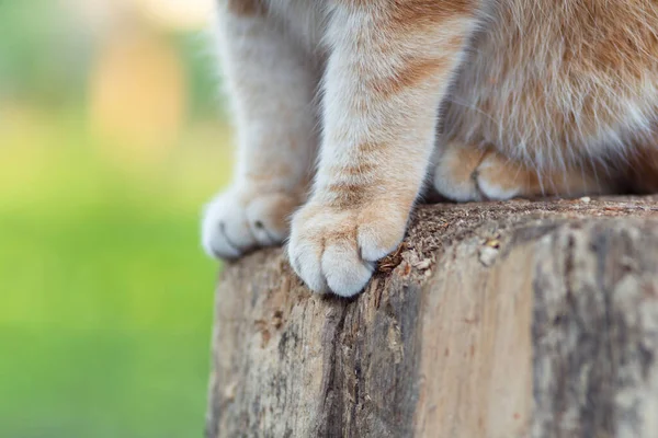 Chat Roux Assis Sur Une Souche Dans Jardin Printemps Gros — Photo