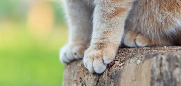 고양이는 정원의 그루터기에 있습니다 복슬복슬 애완용 배경을 가까이 — 스톡 사진