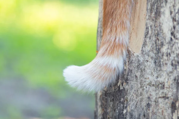 fluffy tail of ginger cat hanging down on wood texture background , pet sitting on a stump in garden, animal part of the body
