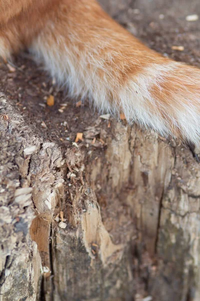 Cauda Macia Gato Vermelho Deitado Sobre Fundo Textura Madeira Animal — Fotografia de Stock