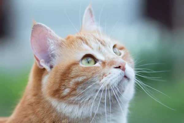 Πορτρέτο Του Όμορφη Κόκκινη Γάτα Εξωτερικούς Χώρους Υπέροχο Κατοικίδιο Ζώο — Φωτογραφία Αρχείου