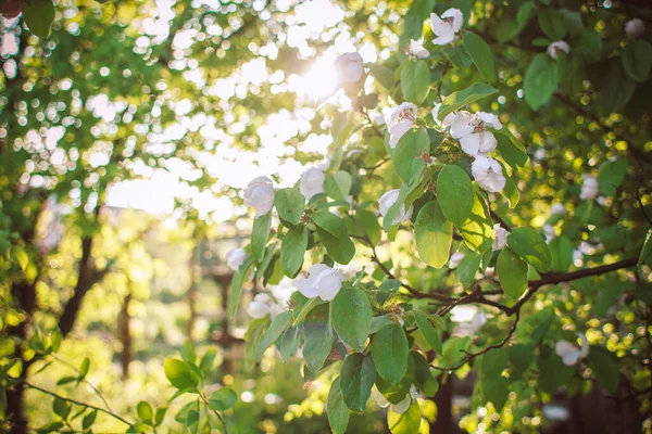 Blühende Weiße Quittenzweige Der Sonne Frühling Natur — Stockfoto