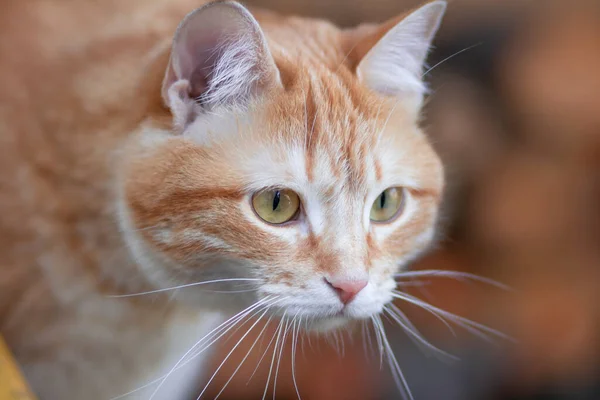 Κόκκινη Γάτα Περπατά Στην Αυλή Ένα Υπόστεγο Καυσόξυλων Ένα Κατοικίδιο — Φωτογραφία Αρχείου