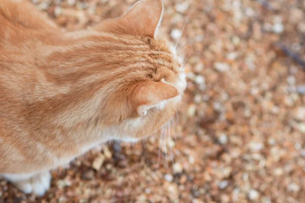 Top View Ginger Cat Natural Background Pet Walking Outdoors Domestic — Stock Photo, Image