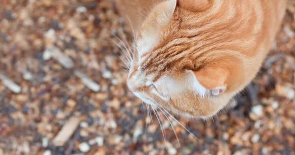 Top View Ginger Cat Natural Background Pet Walking Outdoors Domestic — Stock Photo, Image