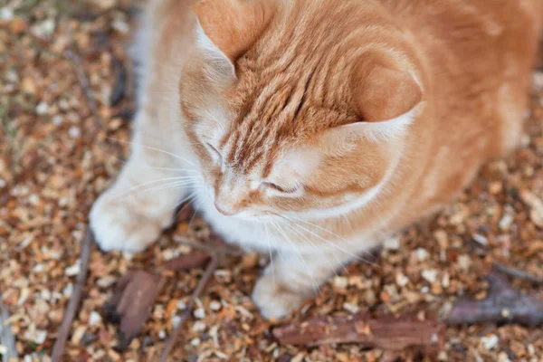 Bovenaanzicht Van Gember Dikke Kat Ligt Natuurlijke Achtergrond Huisdier Ontspannen — Stockfoto
