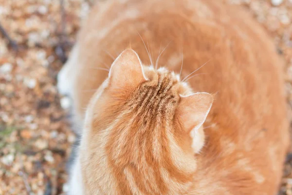 Top View Fat Ginger Cat Natural Background Pet Walking Outdoors — Stock Photo, Image