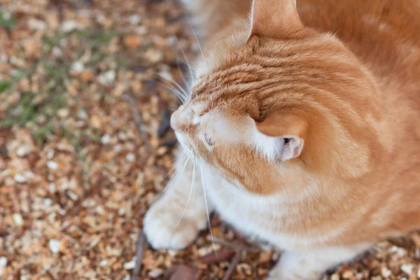生姜肥猫的头像是自然背景 宠物在户外放松 家养动物 — 图库照片