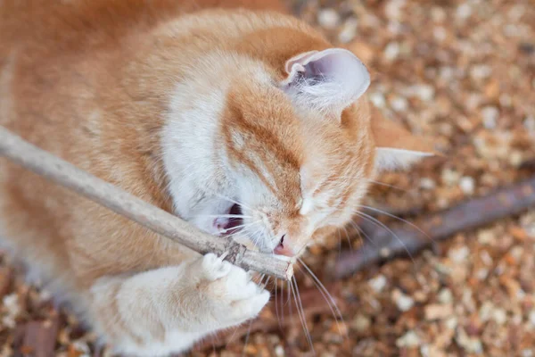 Κόκκινη Γάτα Πόδια Στην Αυλή Κατοικίδιο Ζώο Παίζει Ξύλινο Ραβδί — Φωτογραφία Αρχείου