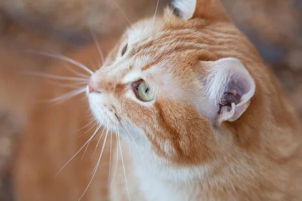 Vacker Ingefära Katt Tittar Upp Med Intresse Husdjur Promenader Naturen — Stockfoto