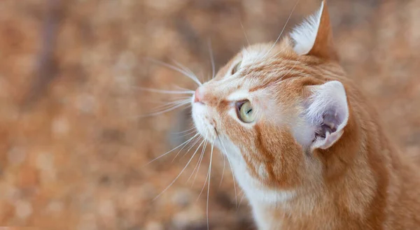 Güzel Kızıl Kedi Ilgiyle Yukarı Bakıyor Hayvan Gezintisi Kırsal Kesimde — Stok fotoğraf