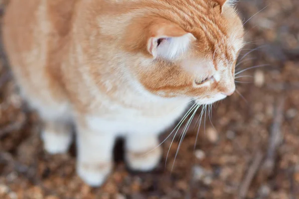 Κορυφαία Άποψη Του Τζίντζερ Tabby Γάτα Κάθεται Στην Αυλή Φυσικό — Φωτογραφία Αρχείου