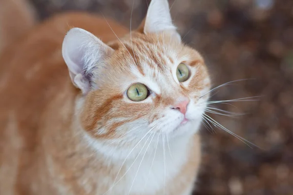 Όμορφη Κόκκινη Γάτα Κοιτάζοντας Προς Πάνω Περιέργως Κατοικίδιο Ζώο Περπάτημα — Φωτογραφία Αρχείου