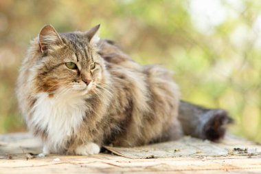 Doğada güzel bir Sibirya kedisinin portresi, sevimli evcil hayvanlar