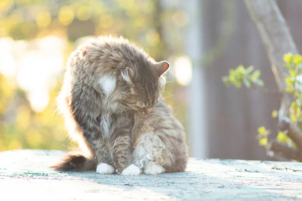 Ritratto Bellissimo Gatto Siberiano Natura Simpatici Animali Domestici — Foto Stock