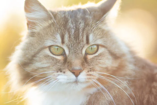 stock image close-up portrait of a beautiful siberian cat in nature, lovely pets