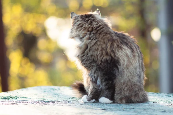 Porträt Einer Schönen Sibirischen Katze Der Natur Liebliche Haustiere — Stockfoto