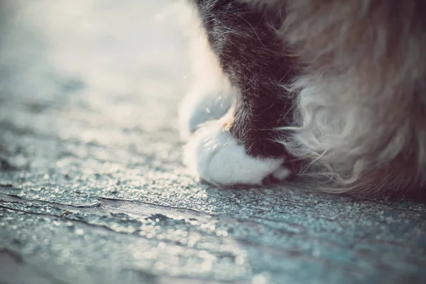 close-up fluffy paws of a cat on the texture of an old bench