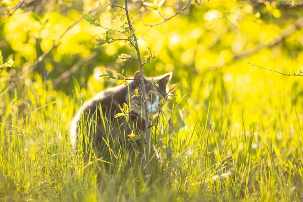 Belo Gato Cinza Grama Verde Caminha Natureza — Fotografia de Stock