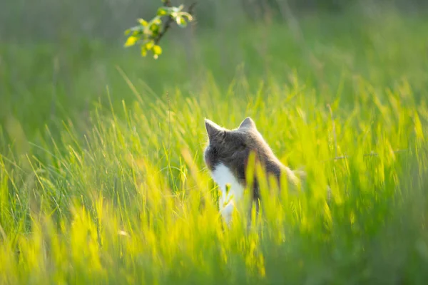 Bellissimo Gatto Grigio Nascosto Nell Erba Verde Passeggiare Nella Natura — Foto Stock