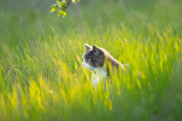 Beau Chat Gris Cachant Dans Herbe Verte Marchant Dans Nature — Photo