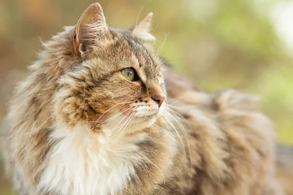 Nahaufnahme Porträt Einer Schönen Sibirischen Katze Der Natur Liebliche Haustiere — Stockfoto