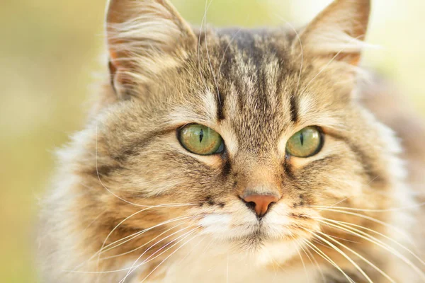 Nahaufnahme Porträt Einer Schönen Sibirischen Katze Der Natur Liebliche Haustiere — Stockfoto