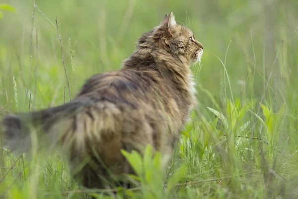 Hermoso Gato Siberiano Caminando Naturaleza Cola Esponjosa Encantadoras Mascotas —  Fotos de Stock