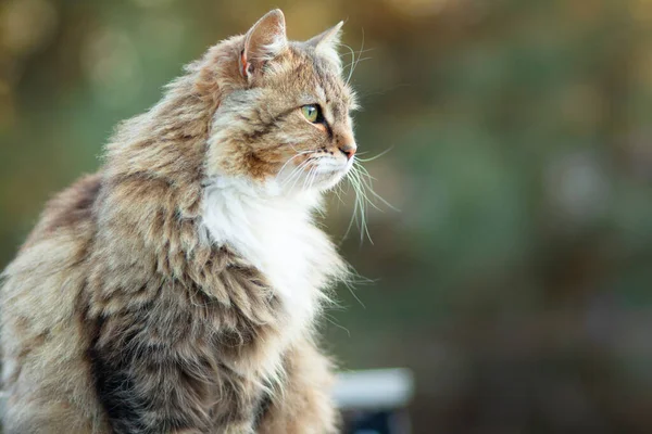 Porträt Einer Schönen Sibirischen Katze Der Natur Liebliche Haustiere — Stockfoto
