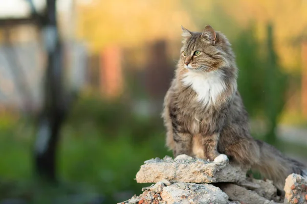 Hermoso Gato Sentado Piedras Patio Naturaleza Mascotas Encantadoras — Foto de Stock