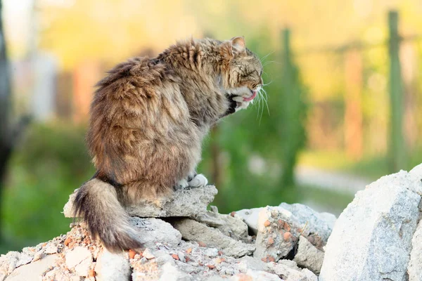 Beau Chat Léchant Sur Les Pierres Dans Cour Sur Nature — Photo